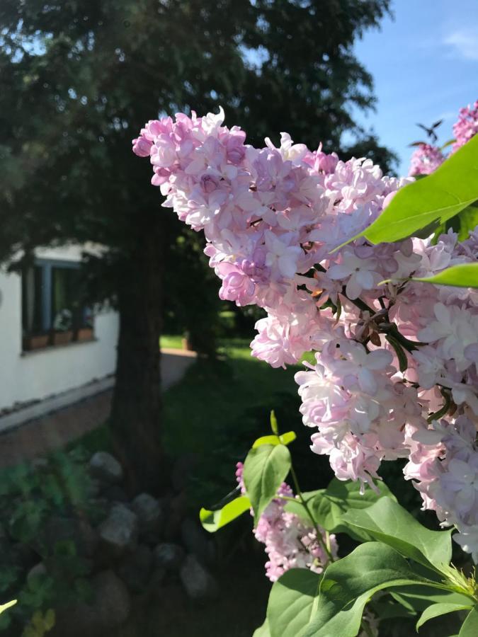 Hering I Terrace